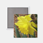 Springtime narcis magneet (Voorkant / Achterkant)