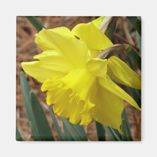 Springtime narcis magneet (Voorkant)