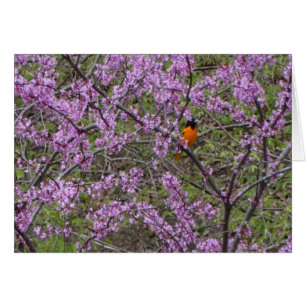 Springtime, Oriole in Redbud Tree