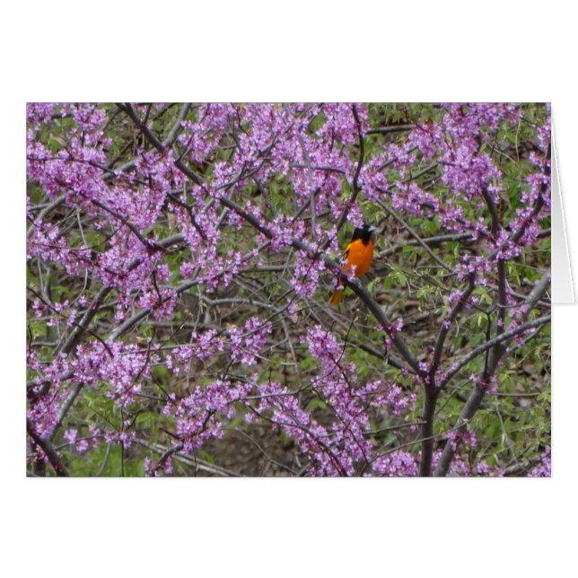 Springtime, Oriole in Redbud Tree (Voorkant Horizontaal)