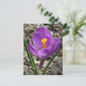 Springtime Paars en Yellow Crocus Flower foto Briefkaart (Staand voorkant)