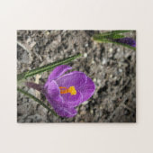Springtime Paars en Yellow Crocus Flower Foto J Legpuzzel (Horizontaal)