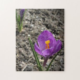 Springtime Paars en Yellow Crocus Flower Foto J Legpuzzel