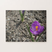 Springtime Paars en Yellow Crocus Flower foto Legpuzzel (Horizontaal)