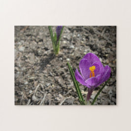 Springtime Paars en Yellow Crocus Flower foto Legpuzzel