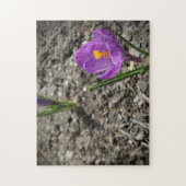 Springtime Paars en Yellow Crocus Flower foto Legpuzzel (Verticaal)