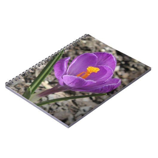 Springtime Paars en Yellow Crocus Flower foto Notitieboek (Linkerzijde)