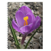 Springtime Paars en Yellow Crocus Flower foto Notitieboek (Voorkant)