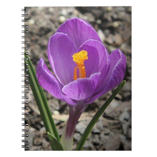 Springtime Paars en Yellow Crocus Flower foto Notitieboek (Voorkant)