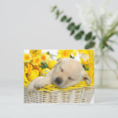 Springtime-snooze Briefkaart (Staand voorkant)