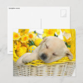 Springtime-snooze Briefkaart (Voorkant / Achterkant)