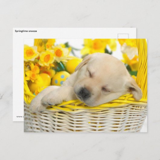 Springtime-snooze Briefkaart (Voorkant / Achterkant)