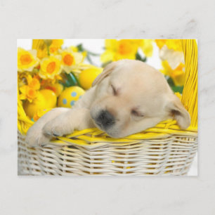 Springtime-snooze Briefkaart