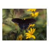 Springtime Swallowtail Butterfly (Voorkant Horizontaal)