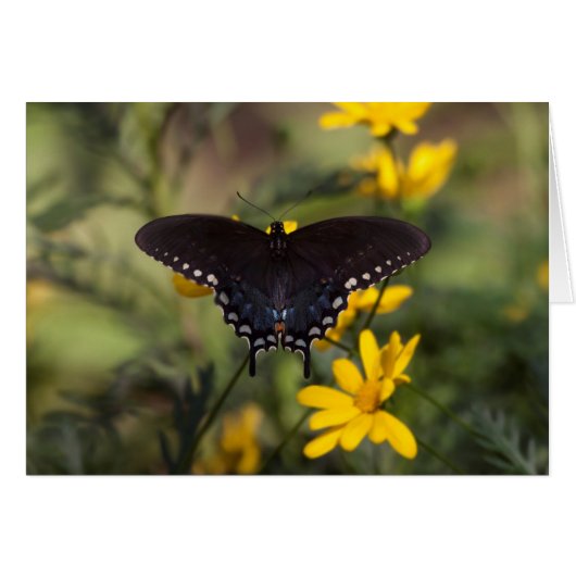 Springtime Swallowtail Butterfly (Voorkant Horizontaal)