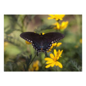 Springtime Swallowtail Foto Afdruk (Voorkant)