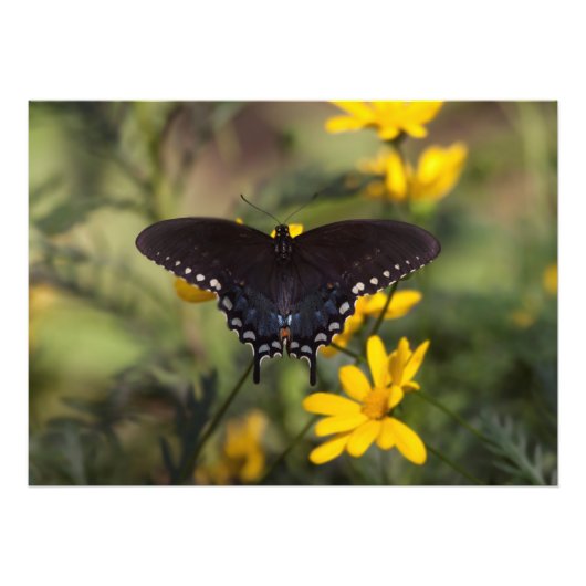 Springtime Swallowtail Foto Afdruk (Voorkant)