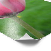 Springtime Tulip Foto Afdruk (Hoek)