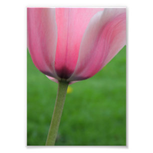 Springtime Tulip Foto Afdruk