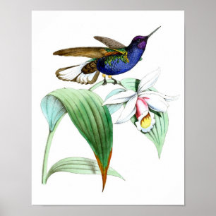 springvogel Afdrukken nr.1 Veerwanddecor Poster