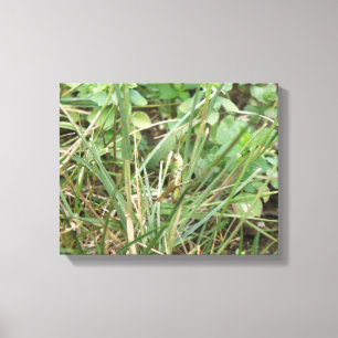 Sprinkhaan Camouflage Canvasprint Canvas Afdruk