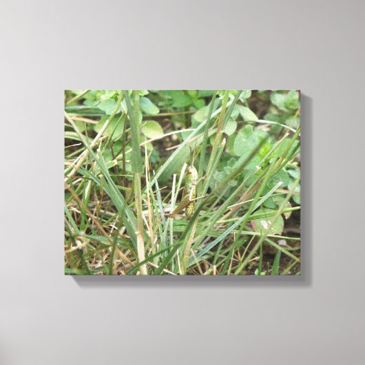Sprinkhaan Camouflage Canvasprint Canvas Afdruk (Voorkant)