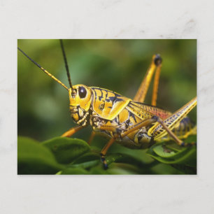 Sprinkhaan, Everglades National Park, Florida, Briefkaart