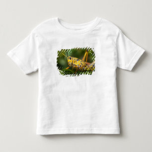 Sprinkhaan, Everglades National Park, Florida, Kinder Shirts