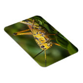 Sprinkhaan, Everglades National Park, Florida, Magneet (Rechterzijde)