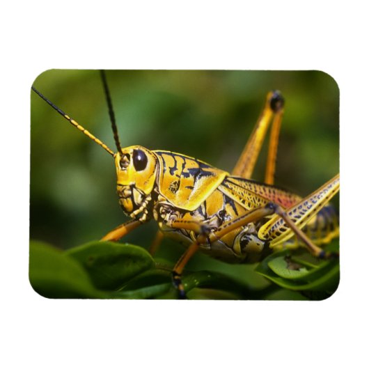 Sprinkhaan, Everglades National Park, Florida, Magneet (Horizontaal)