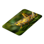 Sprinkhaan, Everglades National Park, Florida, Magneet (Linkerzijde)