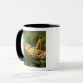 Sprinkhaan, Everglades National Park, Florida, Mok (Voorkant links)
