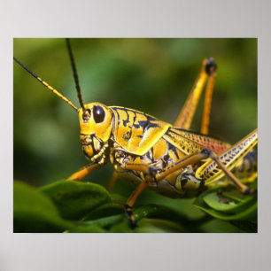 Sprinkhaan, Everglades National Park, Florida, Poster