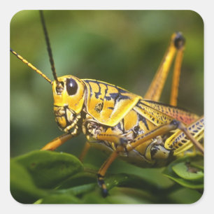 Sprinkhaan, Everglades National Park, Florida, Vierkante Sticker