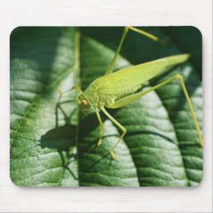 sprinkhaan, insecten, kever, insecten muismat