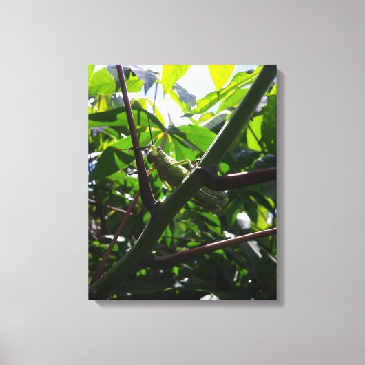 Sprinkhaan Verborgen in het Oog Springend Close-Up Canvas Afdruk (Voorkant)