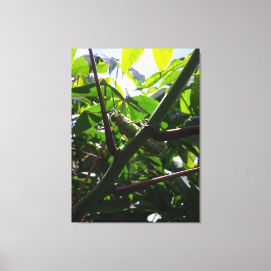 Sprinkhaan Verborgen in het Oog Springend Close-Up Canvas Afdruk (Voorkant)