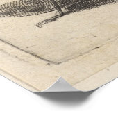  sprinkhaantoning Entomology Insect Print (62) (Hoek)