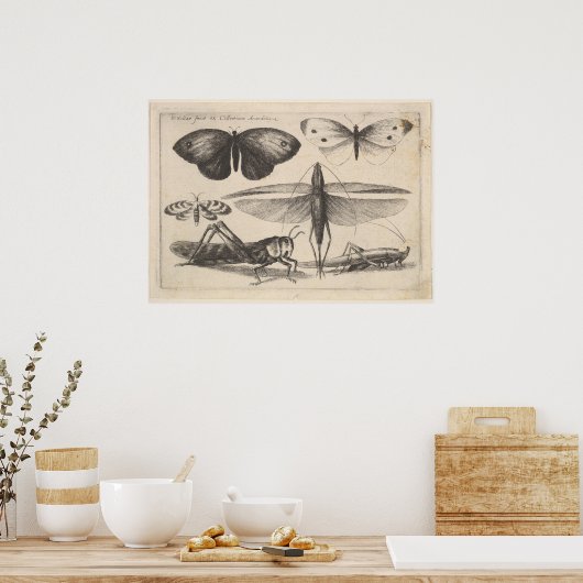  sprinkhaantoning Entomology Insect Print (62) (Keuken)