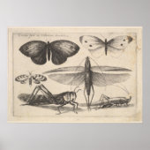  sprinkhaantoning Entomology Insect Print (62) (Voorkant)