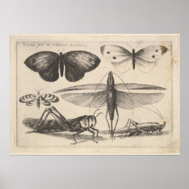 sprinkhaantoning Entomology Insect Print (62)