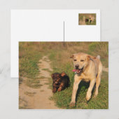Sprint Fun Labrador en Dachhund Briefkaart (Voorkant / Achterkant)