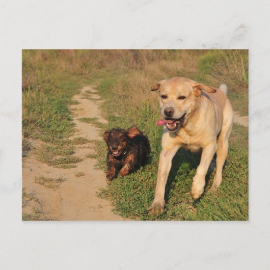 Sprint Fun Labrador en Dachhund Briefkaart (Voorkant)