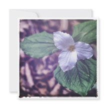 Sprint Trillium Autochrome Stijl