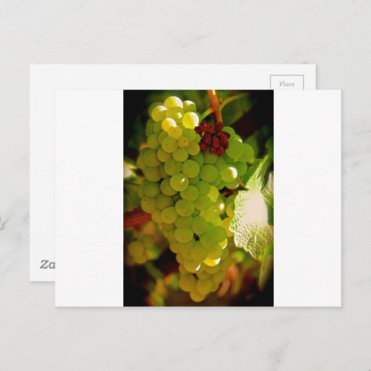 Sproeten Briefkaart (Voorkant / Achterkant)