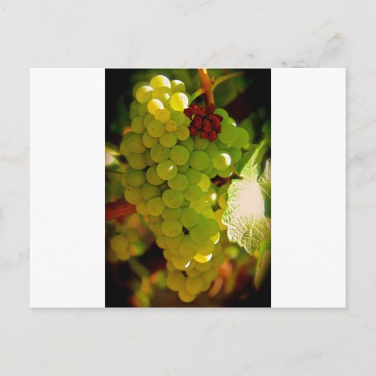 Sproeten Briefkaart (Voorkant)