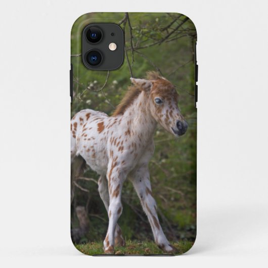Sproeten iPhone 5 Hoesje (Achterkant)
