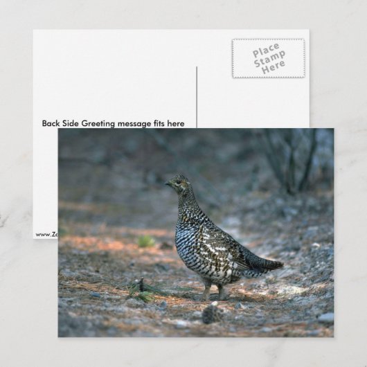 Sprokapper, kip briefkaart (Voorkant / Achterkant)