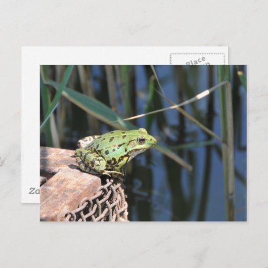 Sprong - groene kikker op het meer briefkaart (Voorkant / Achterkant)