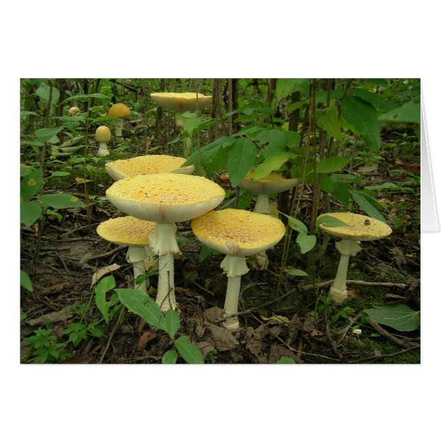 Sprousie van paddenstoelen (Voorkant Horizontaal)